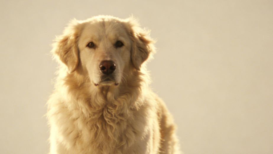 黄金3-16周：抓住狗狗社交期，为它一生的性格奠基