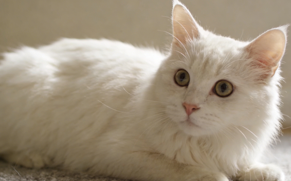 陶瓷还是不锈钢？选对猫碗，远离黑下巴困扰