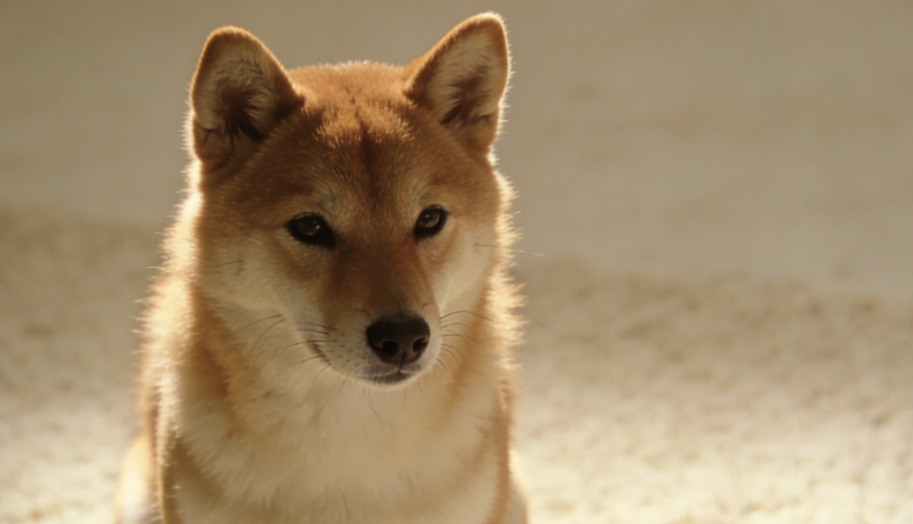 狗狗洗澡不简单！掌握这几点，干净又安心