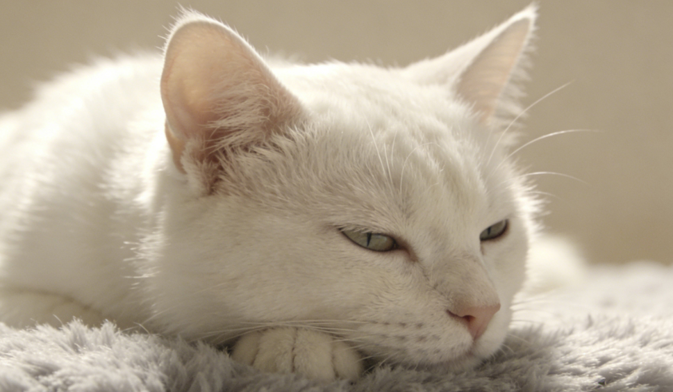 猫主子爱睡哪儿？读懂它的“床头选址学”