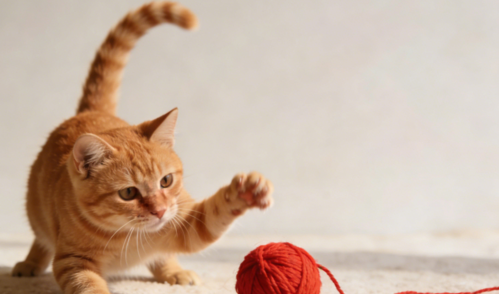 猫摇尾巴不是撒娇！读懂这几种“尾语”，别再误会主子了